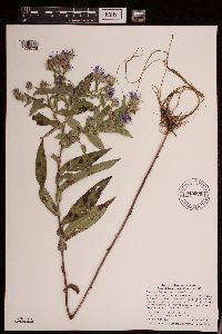Symphyotrichum puniceum image