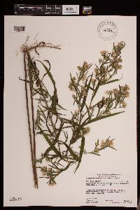Symphyotrichum lanceolatum var. lanceolatum image