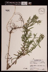 Symphyotrichum lanceolatum var. hesperium image