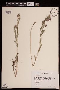 Media resource of Symphyotrichum sericeum