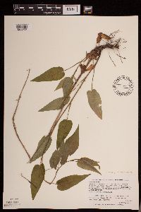 Media resource of Symphyotrichum shortii