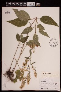 Symphyotrichum urophyllum image