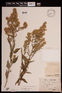 Media resource of Symphyotrichum urophyllum