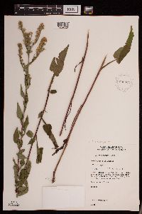 Symphyotrichum urophyllum image