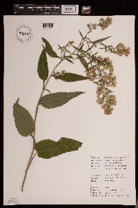 Symphyotrichum urophyllum image