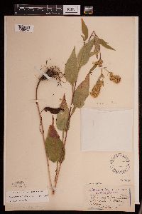 Symphyotrichum urophyllum image