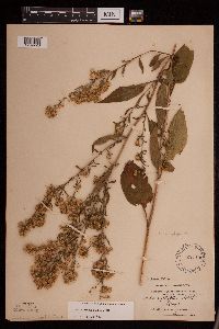 Symphyotrichum urophyllum image