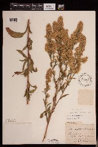 Symphyotrichum urophyllum image