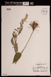 Symphyotrichum urophyllum image
