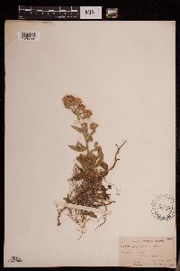 Symphyotrichum ascendens image