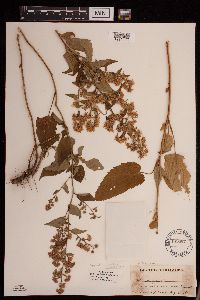 Symphyotrichum cordifolium image