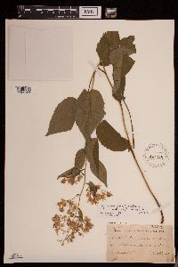 Image Associated With the Occurrence