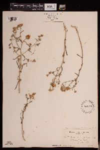 Symphyotrichum falcatum var. commutatum image