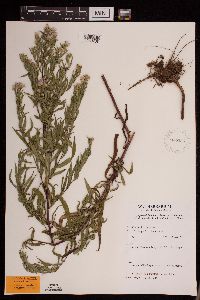 Symphyotrichum lanceolatum var. hirsuticaule image