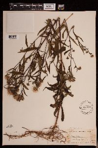 Symphyotrichum novi-belgii image