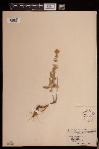 Symphyotrichum oblongifolium image