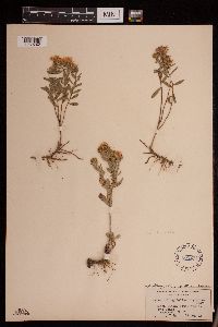 Symphyotrichum oblongifolium image