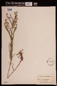 Symphyotrichum pilosum image