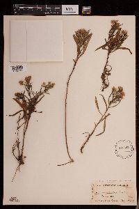 Symphyotrichum pilosum image