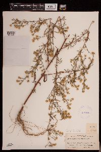 Symphyotrichum pilosum image