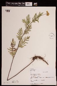 Tanacetum vulgare image