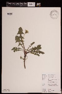Taraxacum officinale image