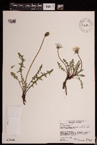Taraxacum erythrospermum image