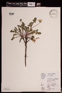 Taraxacum officinale image