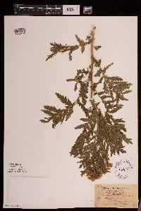Tanacetum vulgare image