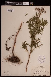 Tanacetum vulgare image