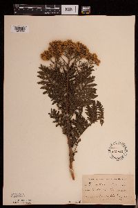 Tanacetum vulgare image