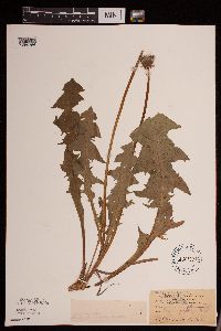 Taraxacum officinale image