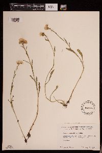 Tephroseris palustris image