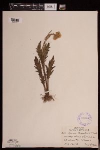 Tephroseris palustris image