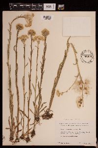 Tephroseris palustris image