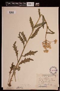 Tephroseris palustris image