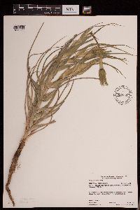 Tragopogon dubius image