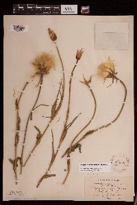 Tragopogon porrifolius image