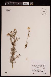 Tripleurospermum inodorum image