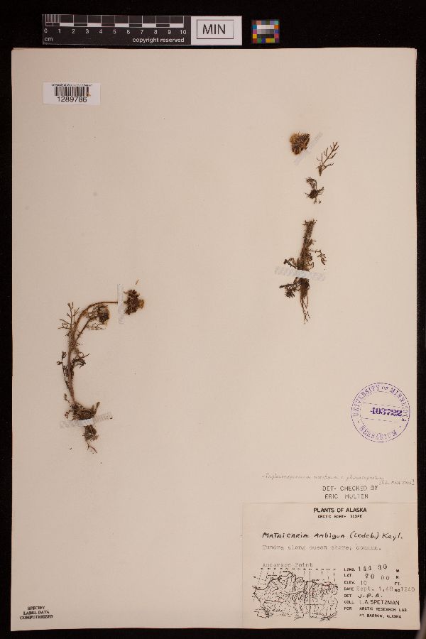 Tripleurospermum maritimum image