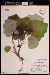 Tussilago farfara image