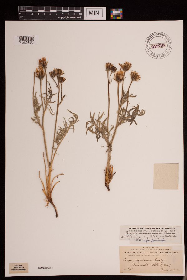 Crepis image