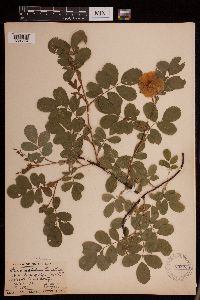 Rosa woodsii image