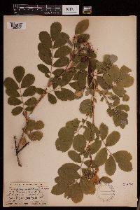 Rosa x dulcissima image