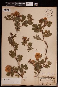 Rosa woodsii image