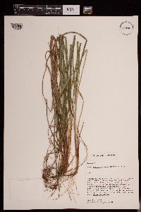 Thumbnail image of current specimen