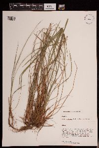 Thumbnail image of current specimen