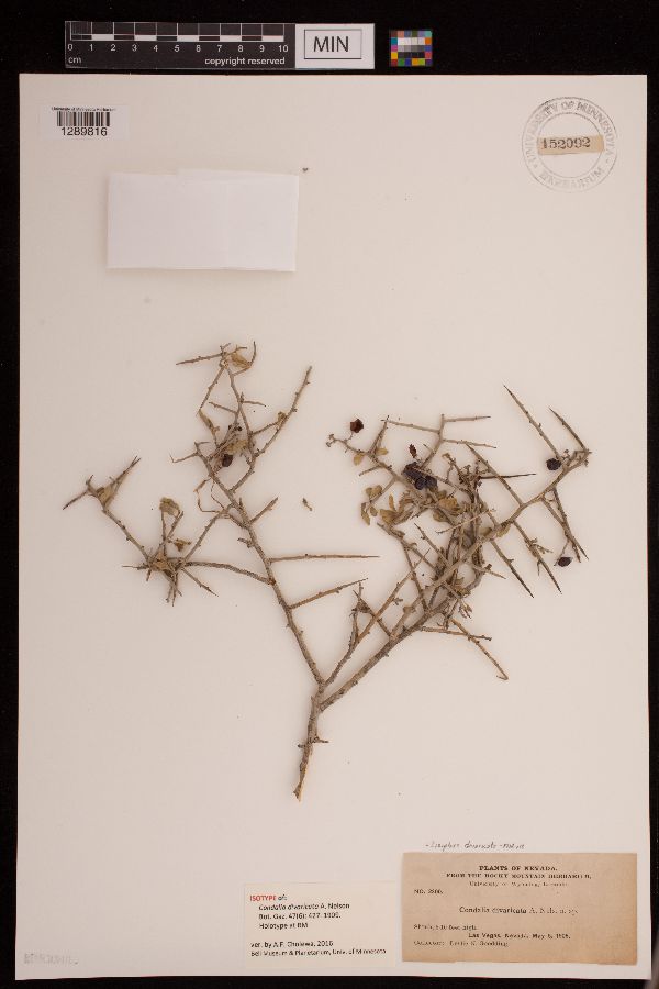 Ziziphus divaricata image