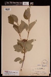 Image of Cornus sericea