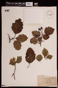 Crataegus holmesiana image